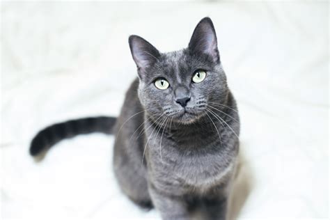 Pretty Russian Kitty (OF) 4GB Updated Collection