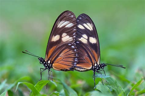 Fetching Butterflies (fetching_bunnies - fetching_butterflies)