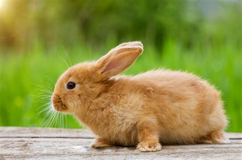 GINGER BUNNY MEGA LINK