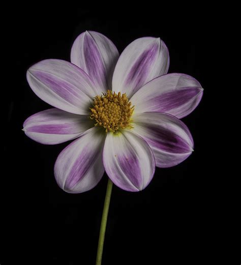 Aurora Flower