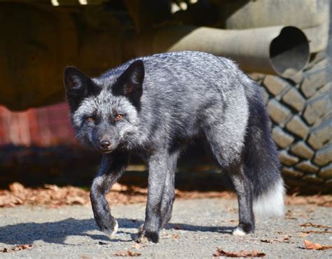 Silver Fox - OnlyMegaLeaks