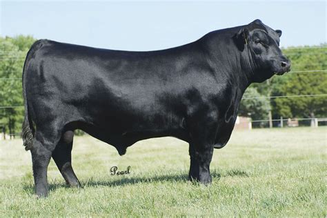 SPECIAL SITERIP BULL COLLECTION 3.31 TB