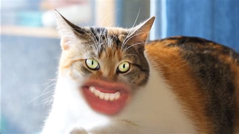 Meow (PupBoiCarti - NekoBoiCarti) (catgirl)