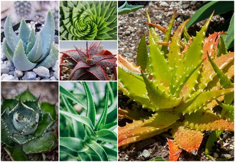 Aloe Dvni (OF) GB Updated Collection
