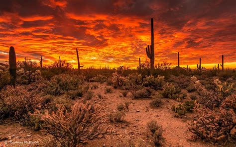 Arizona Sky - arizonasky - Edengonewild