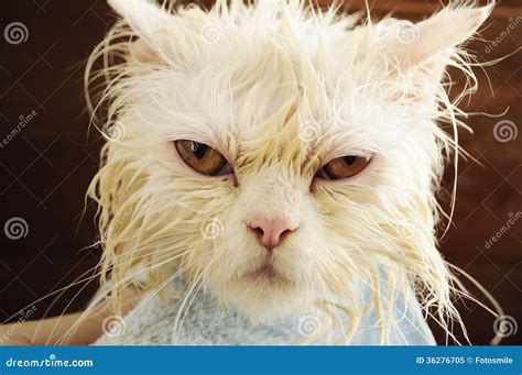 Wet Kitty (Rachel) (kittiebabyxxx)