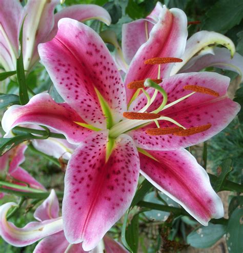 Lily Pink (lilypi34 - lilypi)