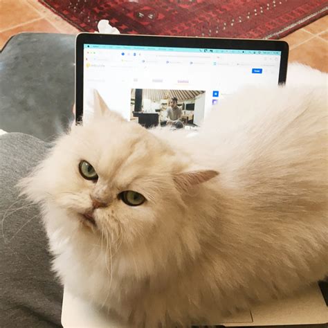 Pasha Cat (Pasha Kot) (pashacat - pashakot) Her (OF) 12GB Updated Collection